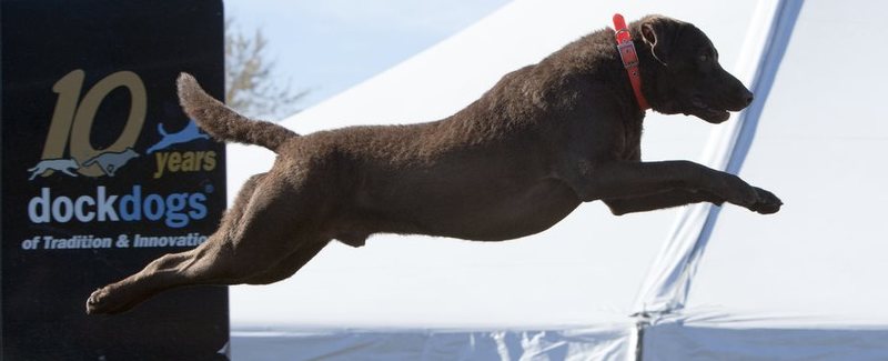 A new feature of Dover Days 2014 will be the Visit and Explore Outdoor Delaware section, sponsored by the Delaware Tourism Office, which will include DockDogs, the world’s premier canine aquatics competition. Registrations are now open for the 81st anniversary Dover Days Festival, May 2-4. SOURCE DELMARVA DOCKDOGS
